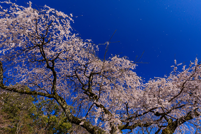 桜咲く京都2019　岩屋寺のしだれ桜_f0155048_18253729.jpg