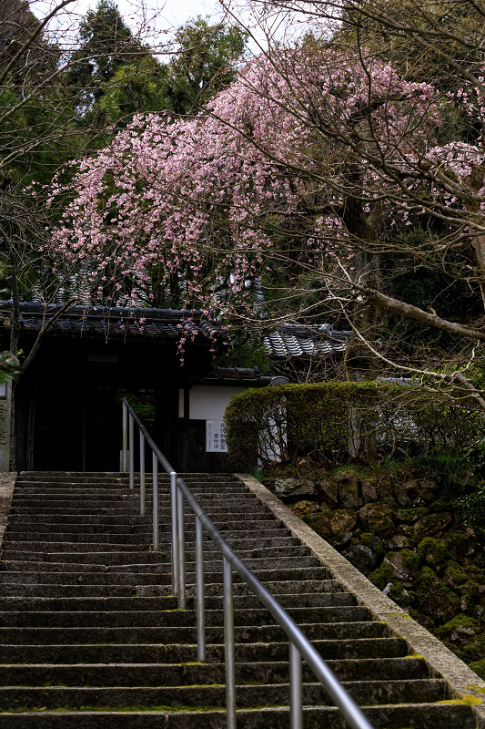 桜咲く京都2019　岩屋寺のしだれ桜_f0155048_18261225.jpg