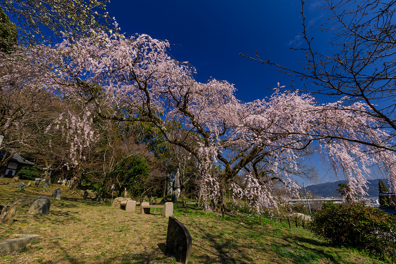 桜咲く京都2019　岩屋寺のしだれ桜_f0155048_1828392.jpg