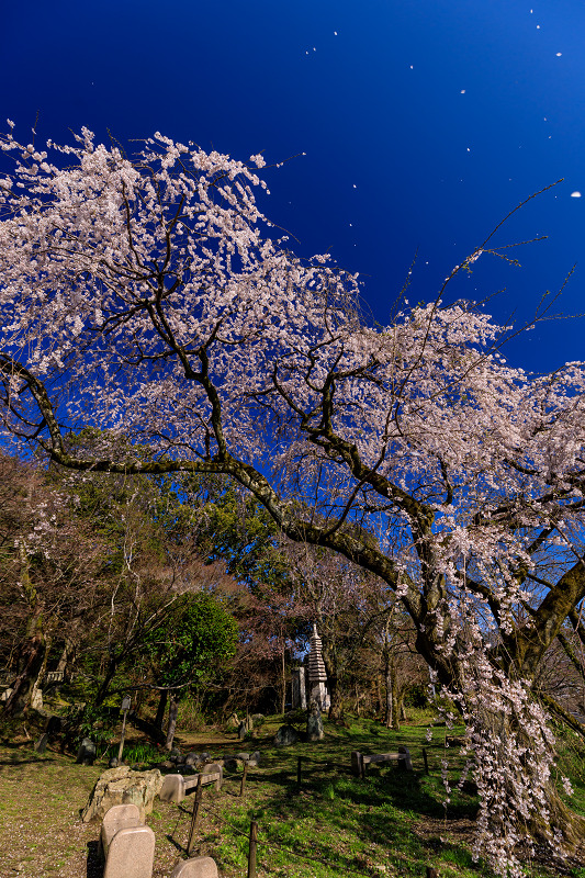 桜咲く京都2019　岩屋寺のしだれ桜_f0155048_1830459.jpg