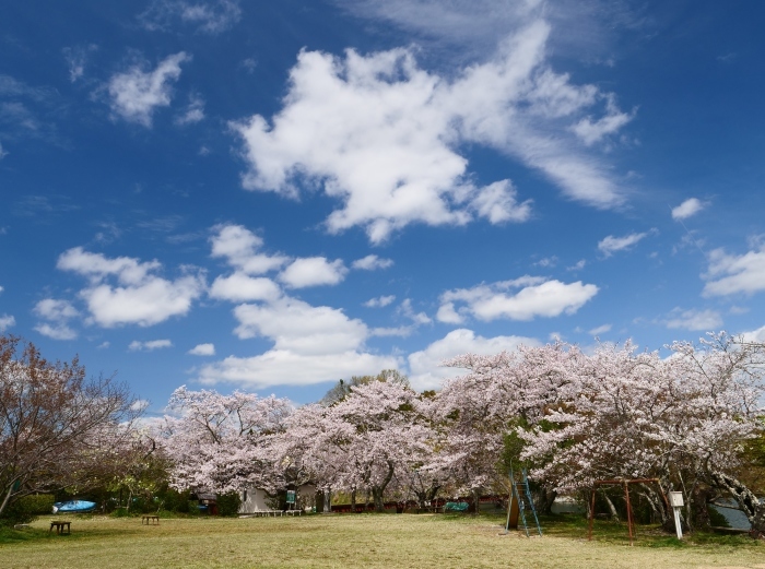 　　大池遊園　　２０１９-０４-１５　００：００ 　　_b0093754_22190020.jpg