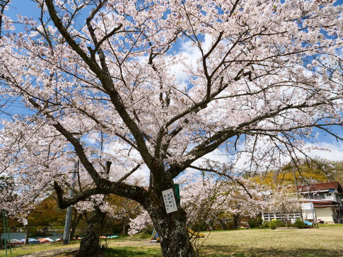 　　大池遊園　　２０１９-０４-１５　００：００ 　　_b0093754_22191394.jpg