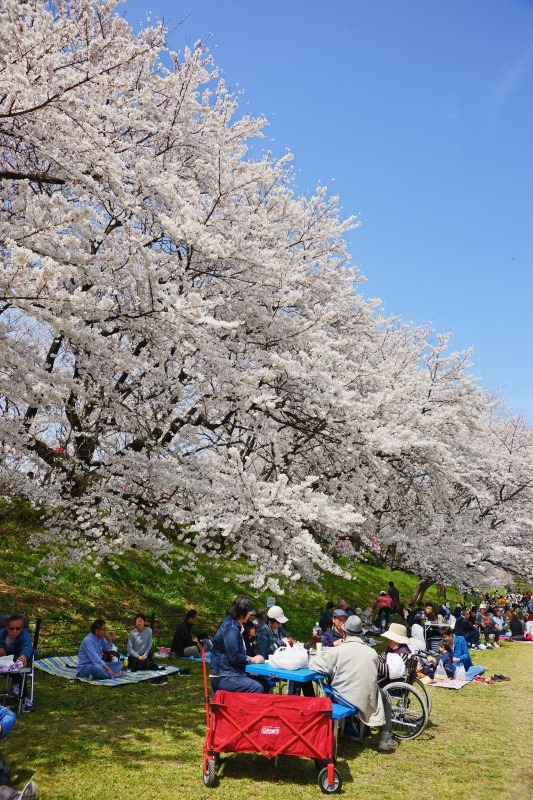 権現堂公園　　　2019-04-21　更新_e0229455_14143236.jpg