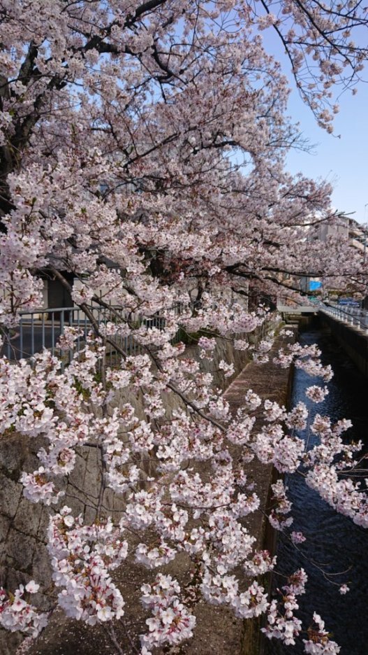 京都の銀閣寺&哲学の道_e0249060_16155538.jpg