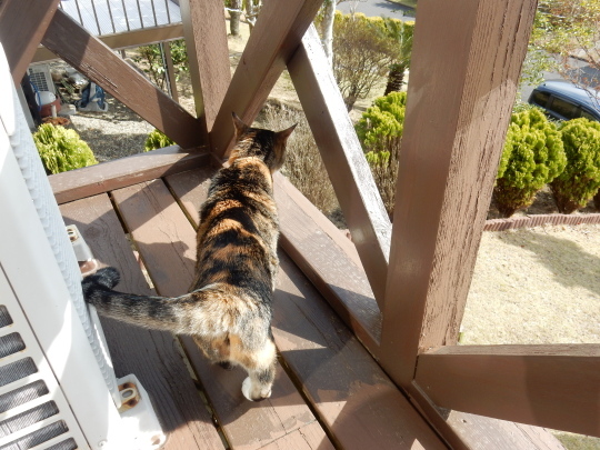 ’19,4,14(日)猫のこころちゃんは見た!_f0060461_09575672.jpg