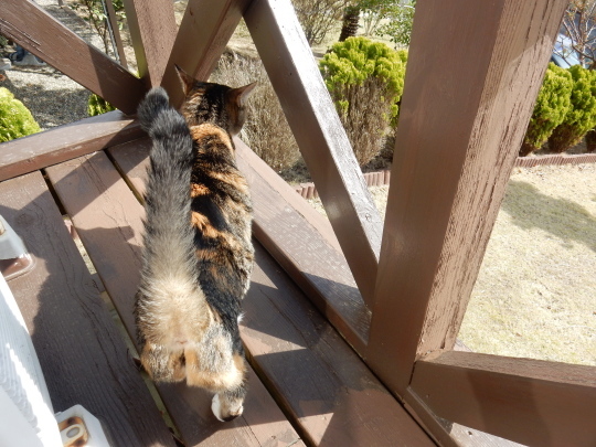 ’19,4,14(日)猫のこころちゃんは見た!_f0060461_09585376.jpg