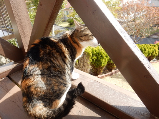 ’19,4,14(日)猫のこころちゃんは見た!_f0060461_10032281.jpg