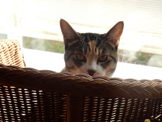 ’19,4,14(日)猫のこころちゃんは見た!_f0060461_10042701.jpg