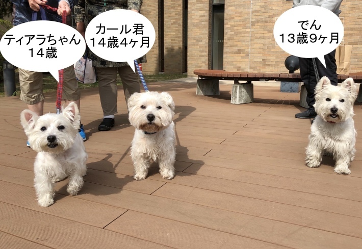 f0363961_16195125.jpeg