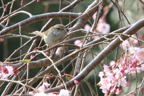 うぐいす　桜_e0364667_17520444.jpg