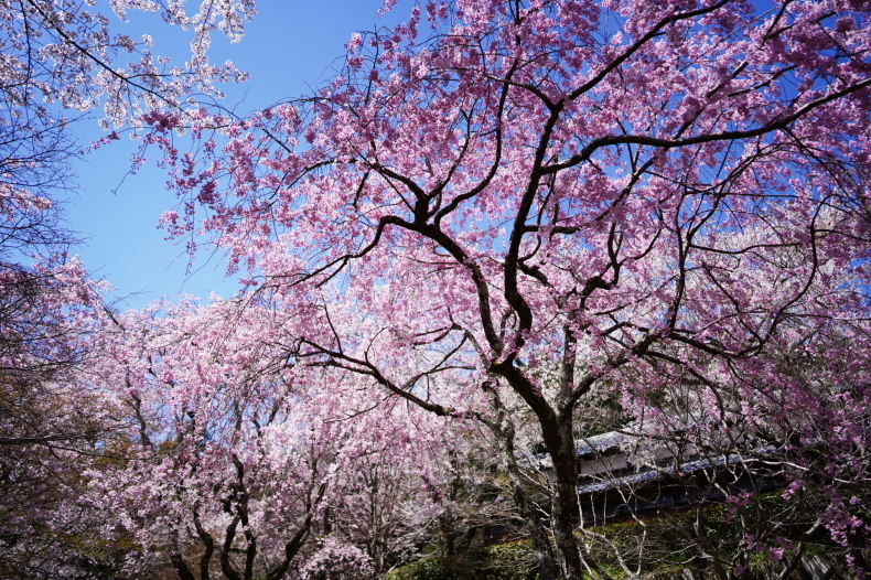 願わくば花の下にて 勝持寺から正法寺へ Shojiji Temple ほぼ京都人の密やかな眺め Excite Blog版