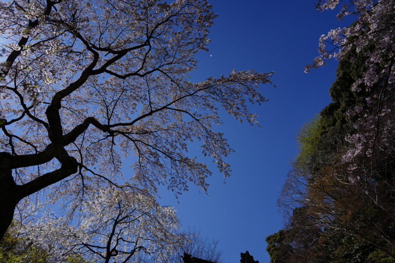 願わくば花の下にて 勝持寺から正法寺へ Shojiji Temple ほぼ京都人の密やかな眺め Excite Blog版