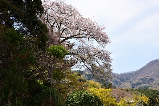 二上山の桜と木梶山の芽吹き前の色合い_c0303868_04293633.jpg