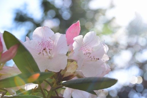 二上山の桜と木梶山の芽吹き前の色合い_c0303868_04451064.jpg