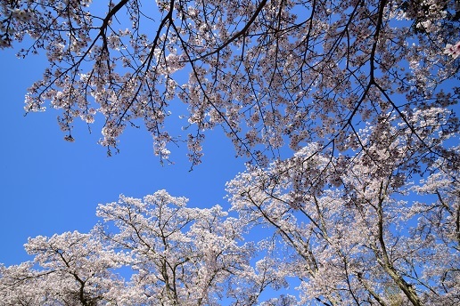 二上山の桜と木梶山の芽吹き前の色合い_c0303868_04460588.jpg