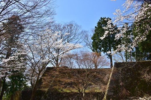 二上山の桜と木梶山の芽吹き前の色合い_c0303868_04473343.jpg