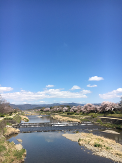 高野川 満開の花見🌸_f0363168_09254226.png