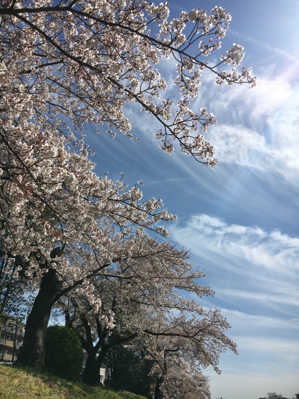 高野川 満開の花見🌸_f0363168_09280004.jpeg