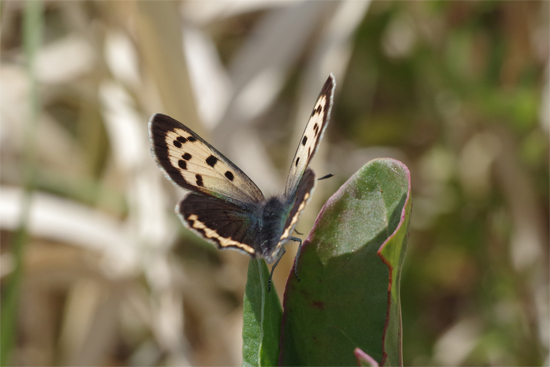 枯野に飛ぶ春の蝶_e0167571_603898.jpg