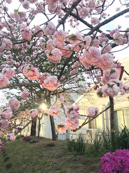 造幣局広島支局「花のまわりみち」_d0327373_15530861.jpg