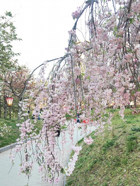 造幣局広島支局「花のまわりみち」_d0327373_15534381.jpg
