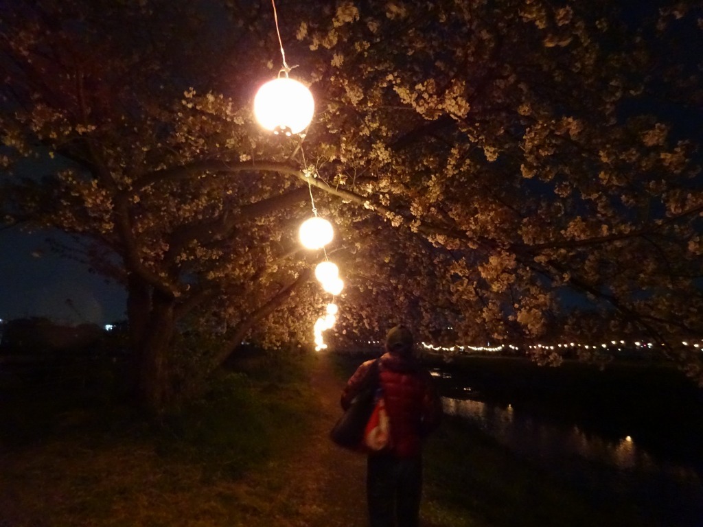 朝霞花見2019 黒目川夜桜 2 &味噌ﾗｰﾒﾝ専門店門左衛門_d0061678_11061450.jpg