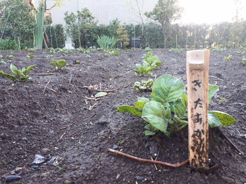 「みんなの畑・かわべ農園」4月15日・薪がやってくる_c0091679_09182639.jpg