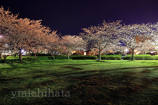 片上公園の夜桜_b0186680_14150225.jpg