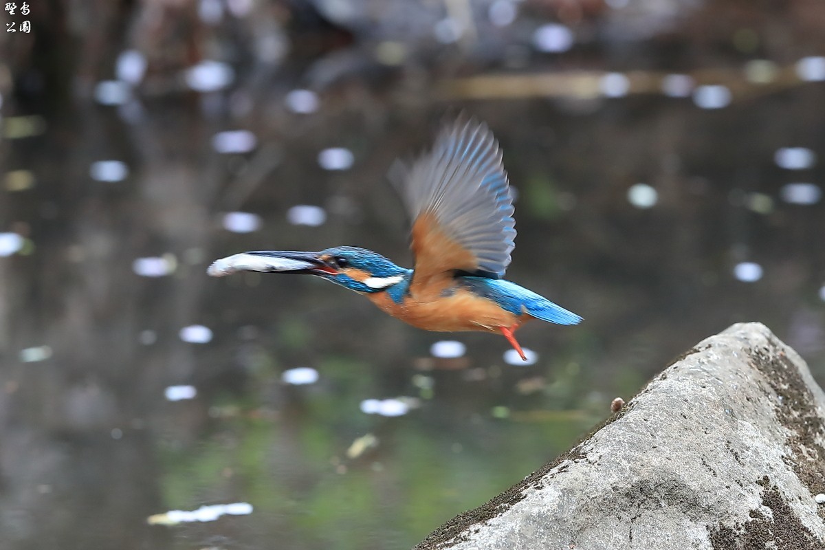 カワセミが行った！_c0352582_22250578.jpg