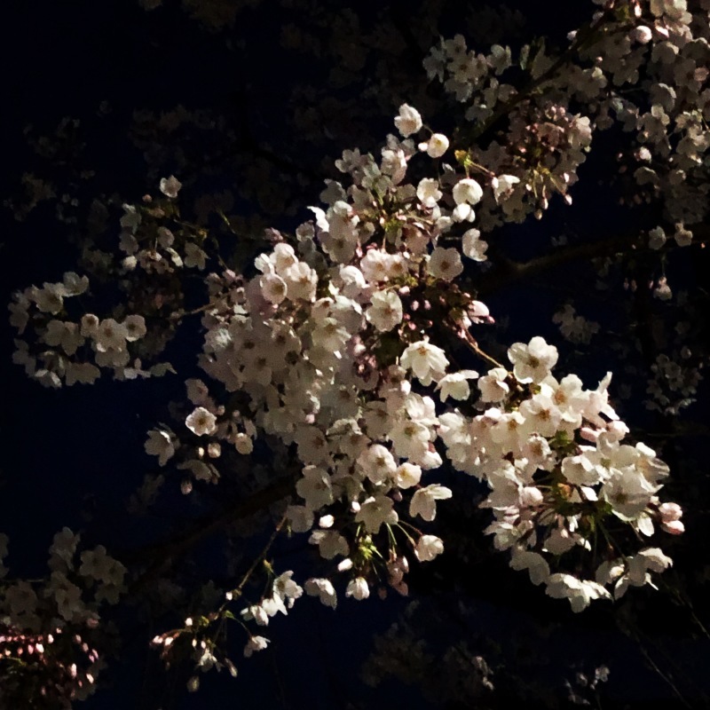 夜の公園の桜_a0191183_18071916.jpeg