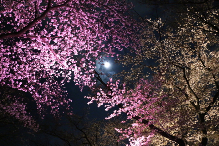 二条城の桜 ライトアップ 北摂徒然日記 二条城の桜 ライトアップ 北摂徒然日記