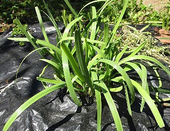 f0003283_08435715.jpg