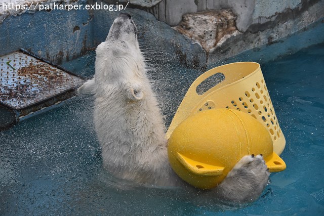 ２０１９年３月　天王寺動物園２　その３_a0052986_911551.jpg