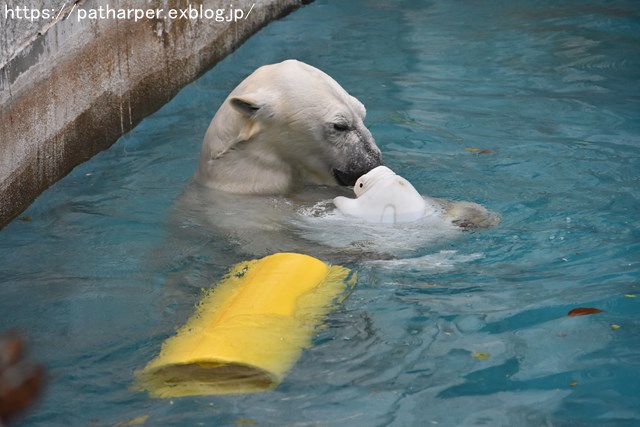 ２０１９年３月　天王寺動物園２　その３_a0052986_93826.jpg