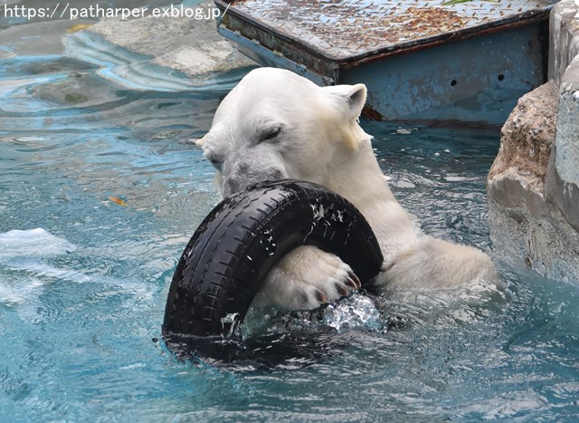 ２０１９年３月　天王寺動物園２　その３_a0052986_954275.jpg