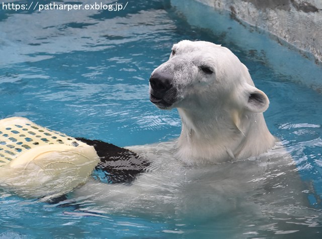 ２０１９年３月　天王寺動物園２　その３_a0052986_97012.jpg