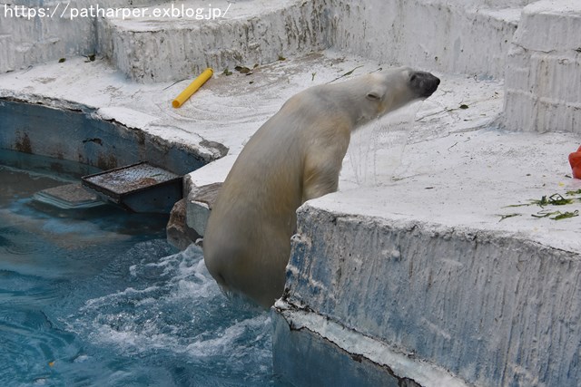 ２０１９年３月　天王寺動物園２　その３_a0052986_974211.jpg