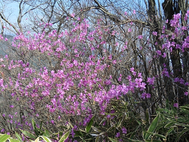 二上山と仰烏帽子へ。13日_f0357487_14435000.jpg