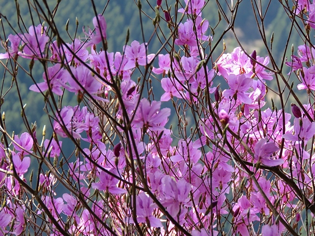 二上山と仰烏帽子へ。13日_f0357487_14465819.jpg