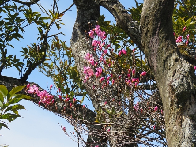 二上山と仰烏帽子へ。13日_f0357487_14475729.jpg