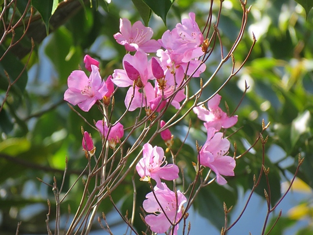 二上山と仰烏帽子へ。13日_f0357487_14491956.jpg