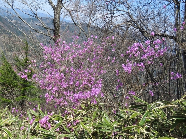 二上山と仰烏帽子へ。13日_f0357487_14494529.jpg