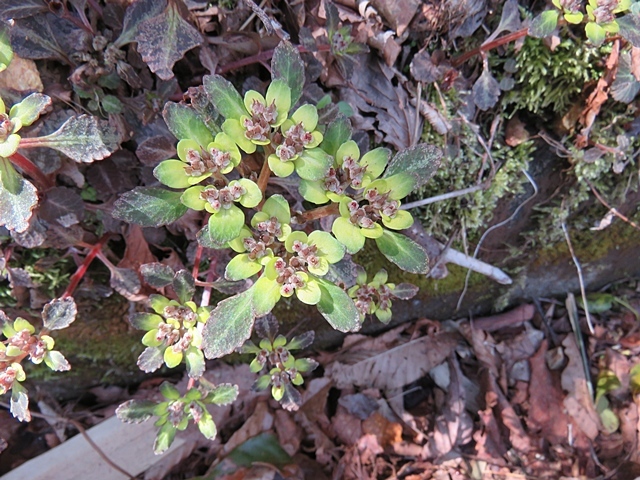 f0357487_14531342.jpg