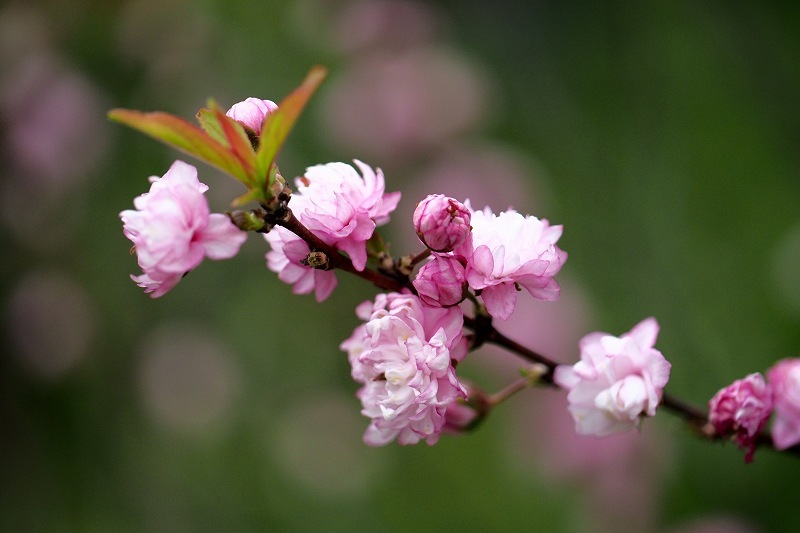 向島百花園のお花 陽だまりの道 向島百花園のお花 陽だまりの道