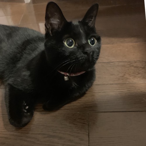マメさんの食事事情_e0358096_20192736.jpeg