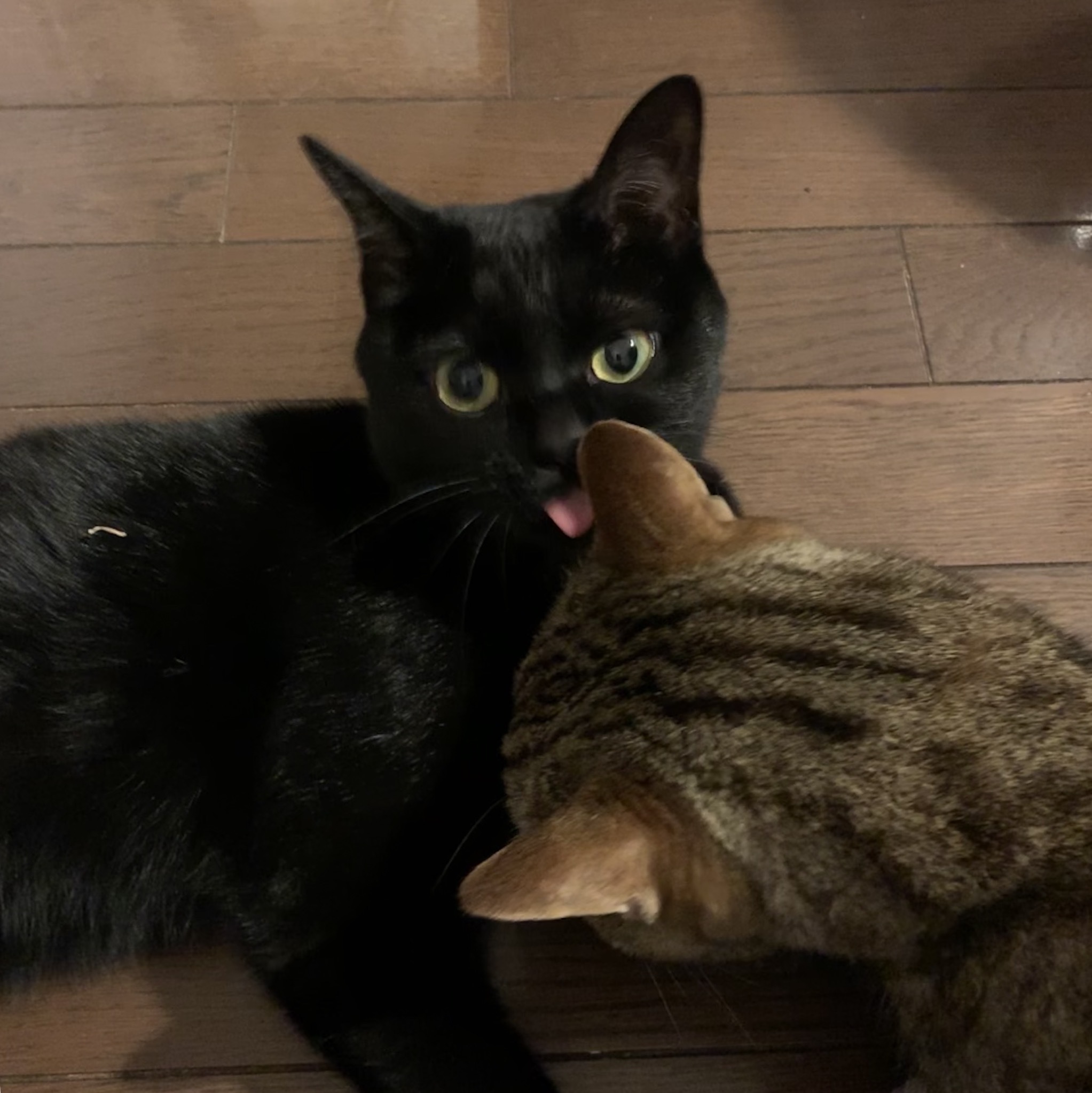 マメさんの食事事情_e0358096_20194285.jpeg