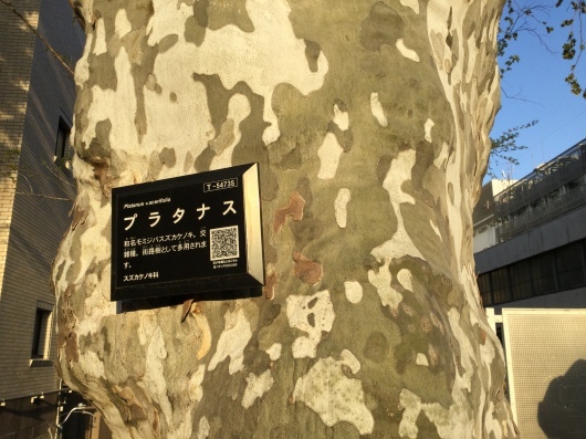 【Others】名残り桜(大岡山 東工大)_a0170297_04402846.jpeg