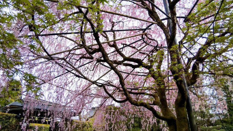 2019.04.11の京さんぽ～退蔵院_e0410498_14322826.jpg