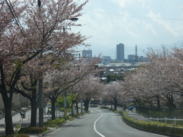 sakura  drive  /  ten_d0135801_23273393.jpg