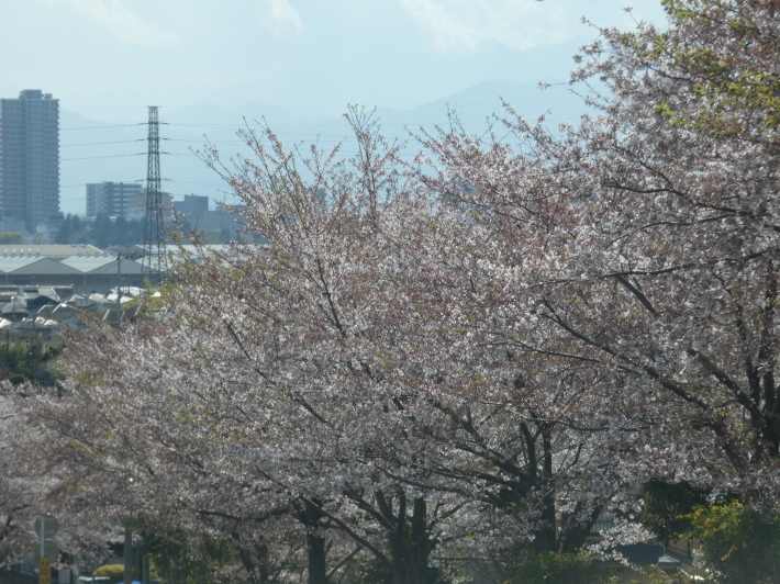 sakura  drive  /  ten_d0135801_23274996.jpg